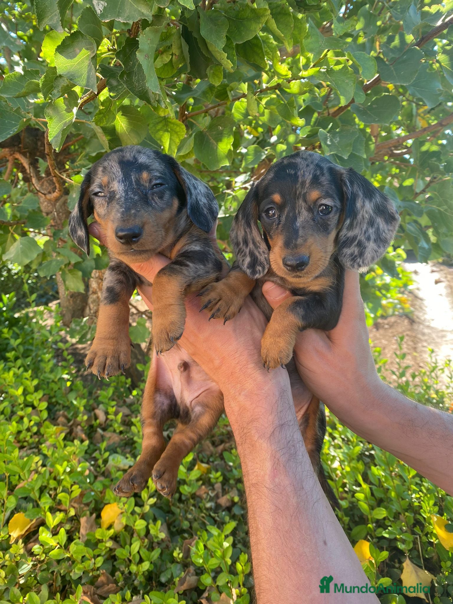 Teckel Miniatura perros Machitos de Teckel Arlequin Plata - Anuncio 2
