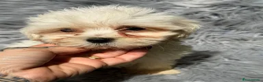 Bichón Maltés 1