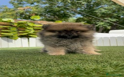 Pomerania perros en venta: POMERANIA MACHO 2 - Imagen 4