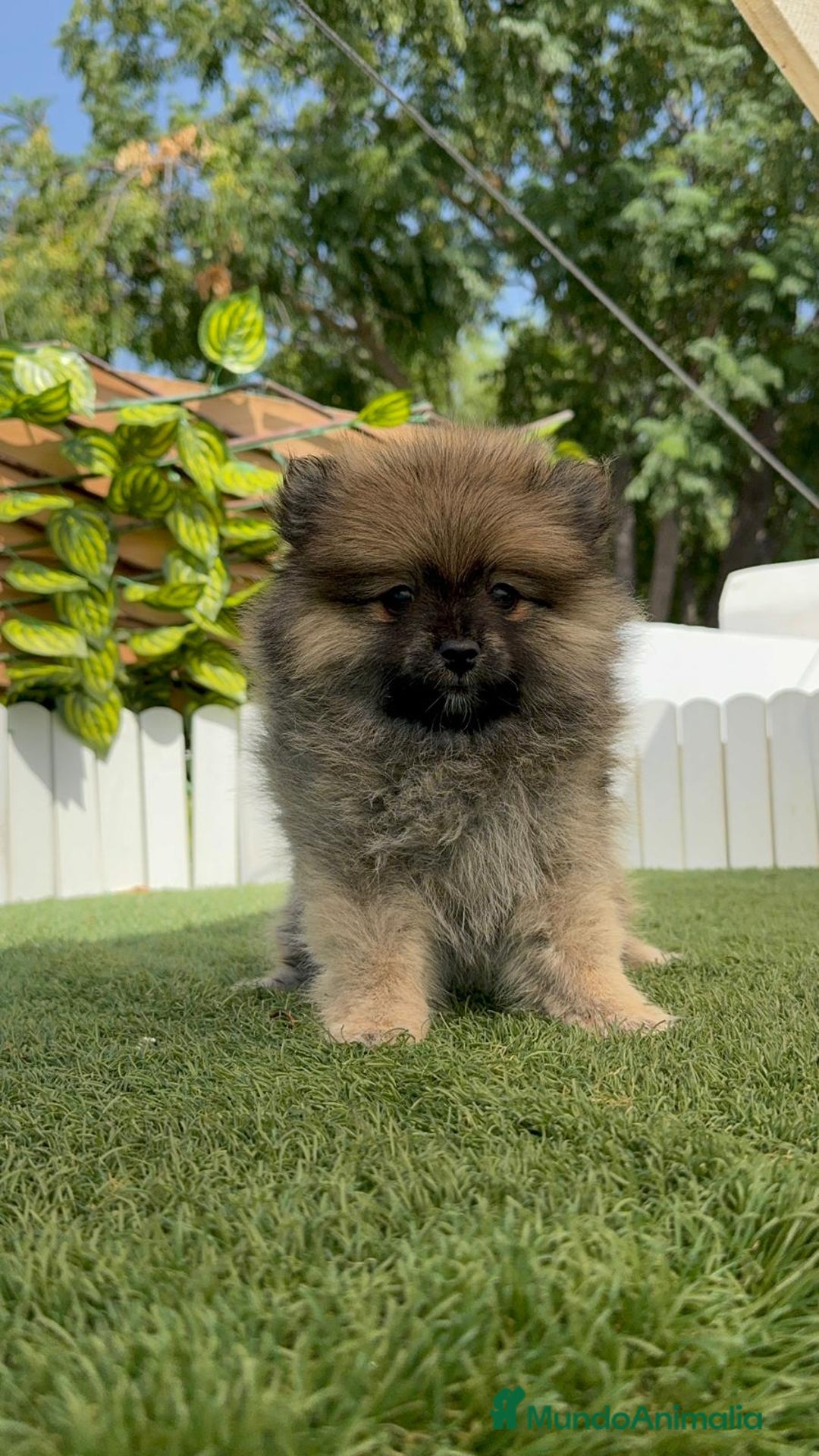Pomerania perros en venta: POMERANIA MACHO 2 - Imagen 4