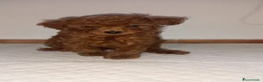 Caniche Toy 3