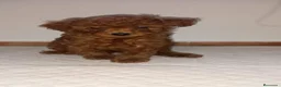 Caniche Toy perros en venta: Cachorros de caniche - Anuncio 7