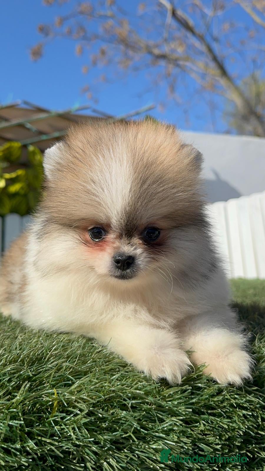 Pomerania perros POMERANIA HEMBRA - Anuncio 1