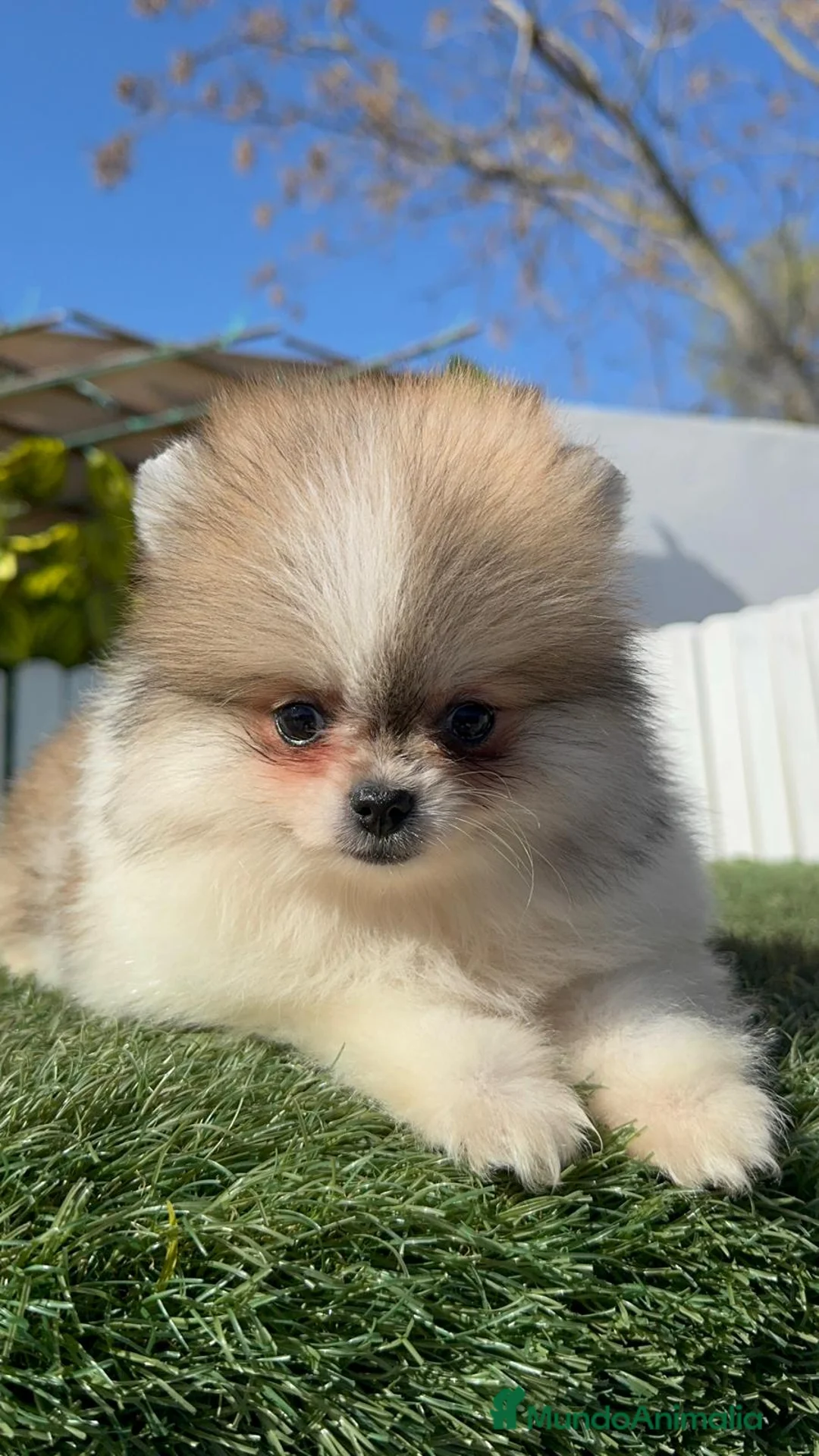 Pomerania perros en venta: POMERANIA HEMBRA - Anuncio 1