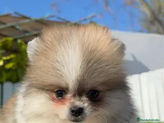 Pomerania perros POMERANIA HEMBRA - Anuncio 1