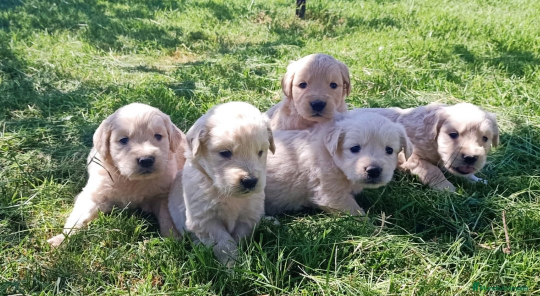 Golden Retriever perros en venta: Golden retriever - Imagen 4
