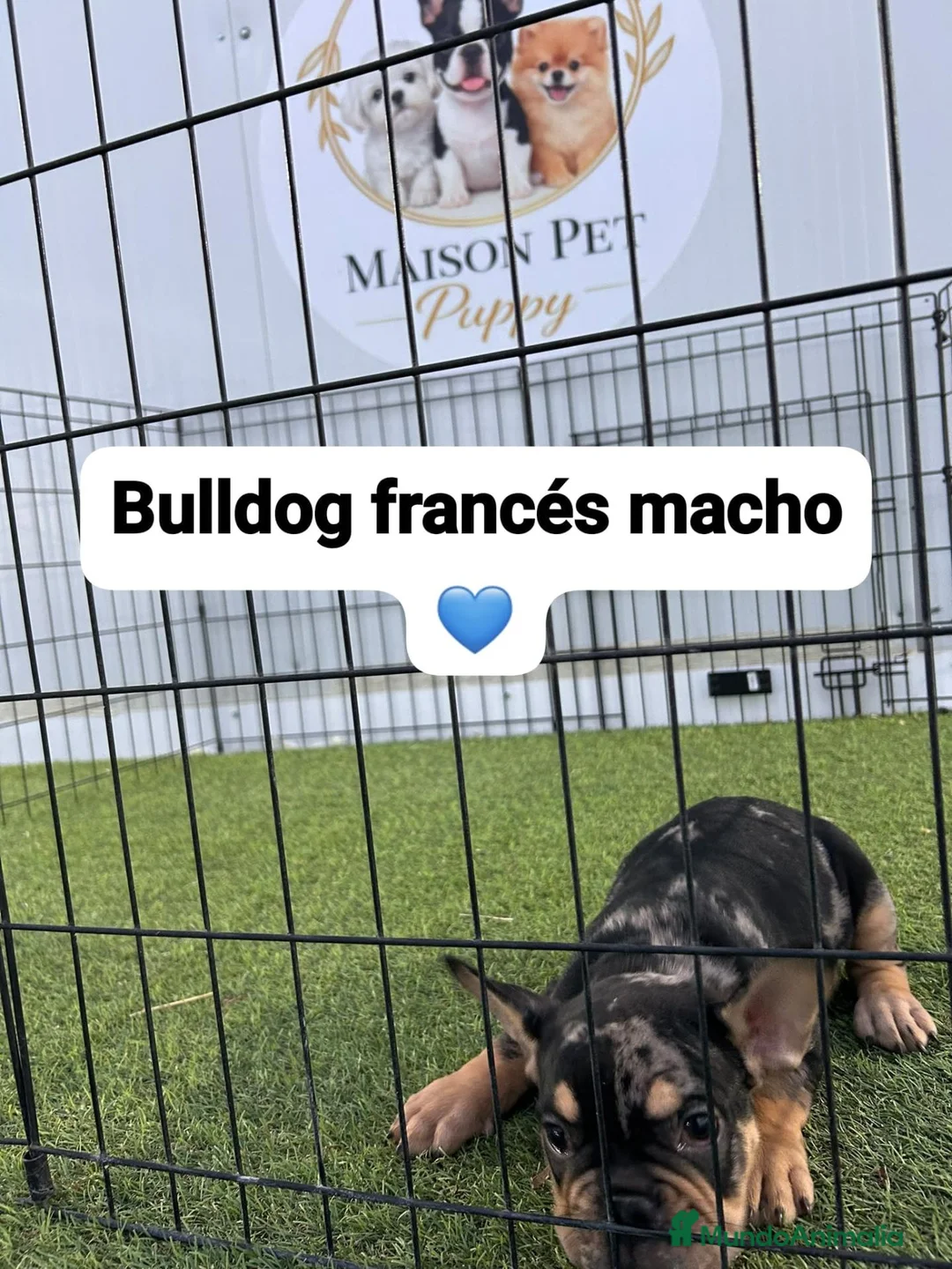 Bulldog Francés perros en venta:  CACHORROS DE BULLDOG FRANCÉS DISPONIBLES  - Anuncio 2