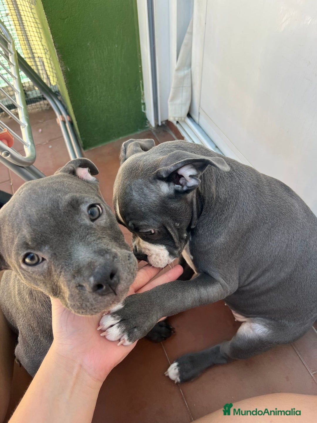 Raza Mixta perros en venta: Cruce de american bully  - Imagen 3