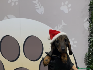 Teckel perros Teckel estándar hembra - Anuncio 8