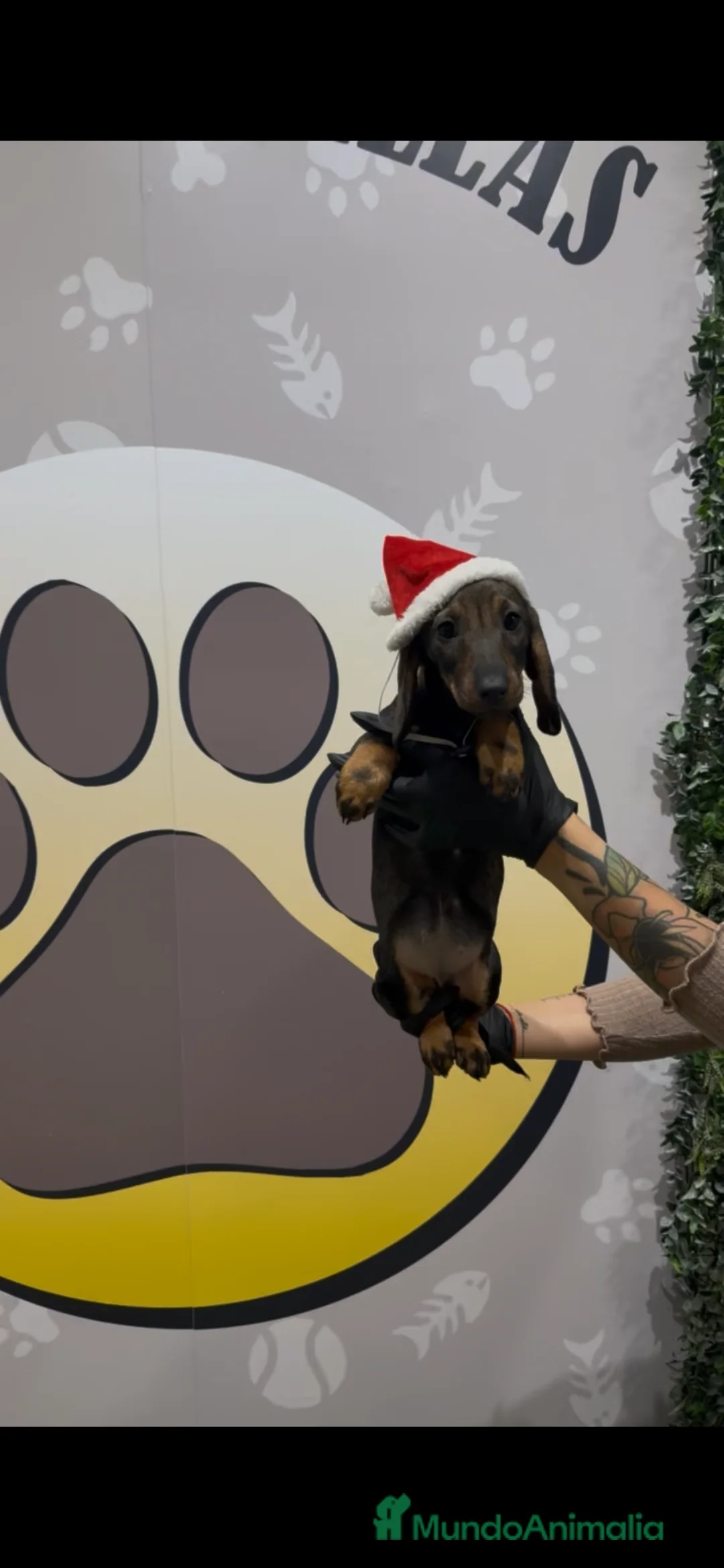 Teckel perros en venta: Teckel estándar hembra - Anuncio 1