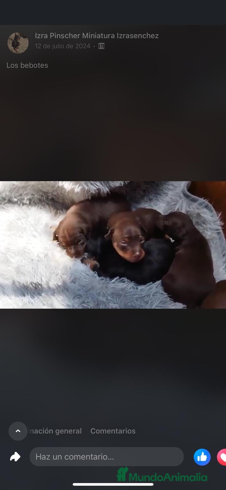 Pinscher Miniatura perros PINSCHER MINIATURA // MEJOR SELECCION NACIONAL  - Anuncio 23