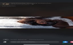 Pinscher Miniatura perros en venta: PINSCHER MINIATURA // MEJOR SELECCION NACIONAL  - Anuncio 1