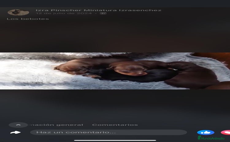 Pinscher Miniatura perros PINSCHER MINIATURA // MEJOR SELECCION NACIONAL  - Anuncio 1