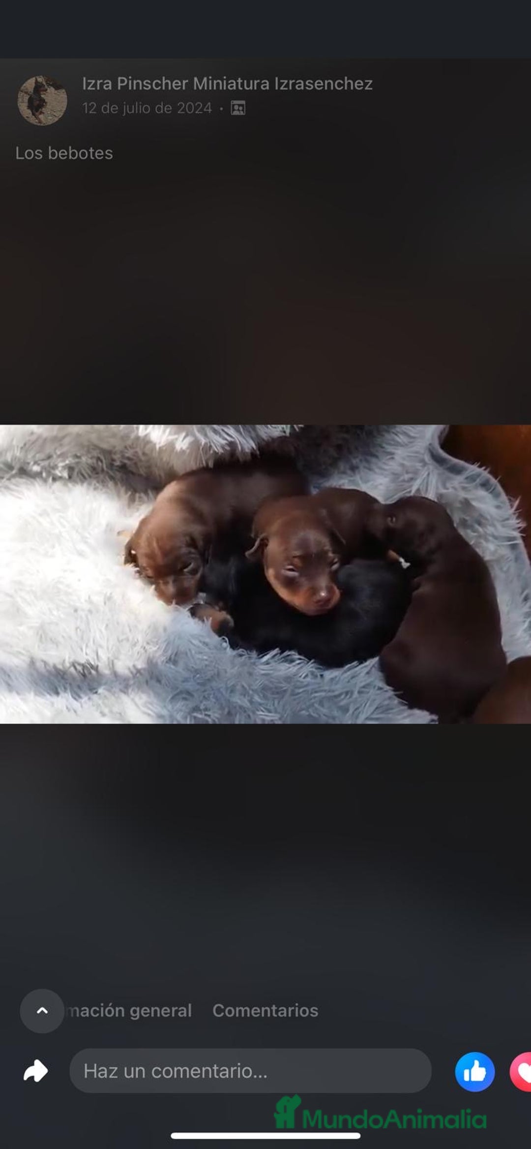 Pinscher Miniatura perros en venta: PINSCHER MINIATURA // MEJOR SELECCION NACIONAL  - Anuncio 1