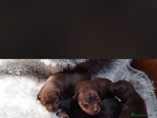 Pinscher Miniatura perros PINSCHER MINIATURA // MEJOR SELECCION NACIONAL - Anuncio 1