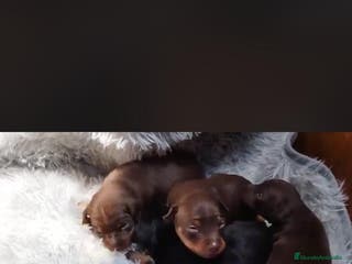 Pinscher Miniatura perros PINSCHER MINIATURA // MEJOR SELECCION NACIONAL - Anuncio 8