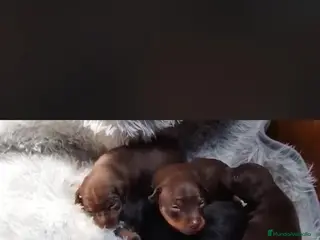 Pinscher Miniatura perros PINSCHER MINIATURA // MEJOR SELECCION NACIONAL - Anuncio 21