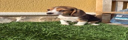 Beagle perros en venta: Beagle cachorro macho línea francesa  - Anuncio 17