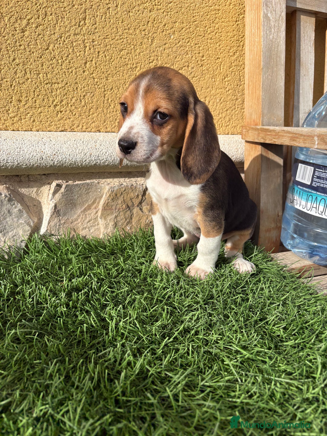 Beagle perros en venta: Beagle cachorro macho línea francesa  - Anuncio 17