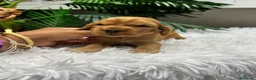 Cocker Spaniel Inglés perros en venta: COCKER SPANIEL INGLÉS  - Anuncio 10