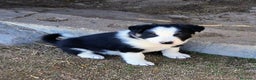 Border Collie perros en venta: Boder collie Getafe  - Anuncio 2