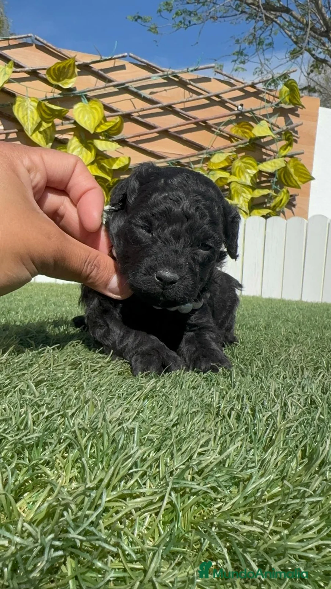 Caniche Toy perros en venta: CANICHE TOY - Anuncio 2