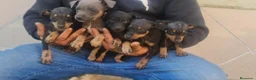 Pinscher Miniatura perros en venta: Mini pincher, minis, minis, máxima calidad - Anuncio 1