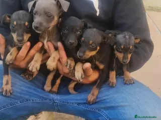 Pinscher Miniatura perros Mini pincher, minis, minis, máxima calidad - Anuncio 6