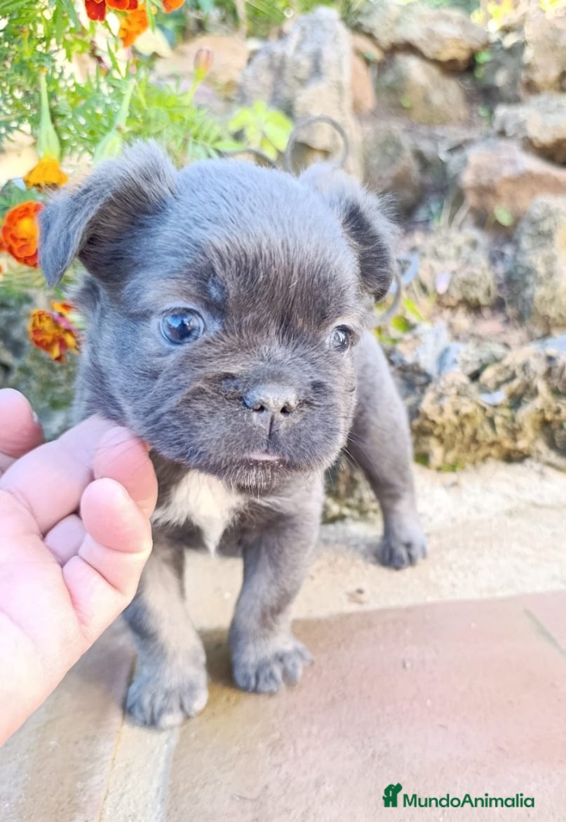 Bulldog Francés perros bulldog francés  - Anuncio 2