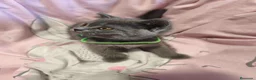 Británico de Pelo Corto Azul gatos en venta: British shorthair blue en Valencia - Anuncio 14
