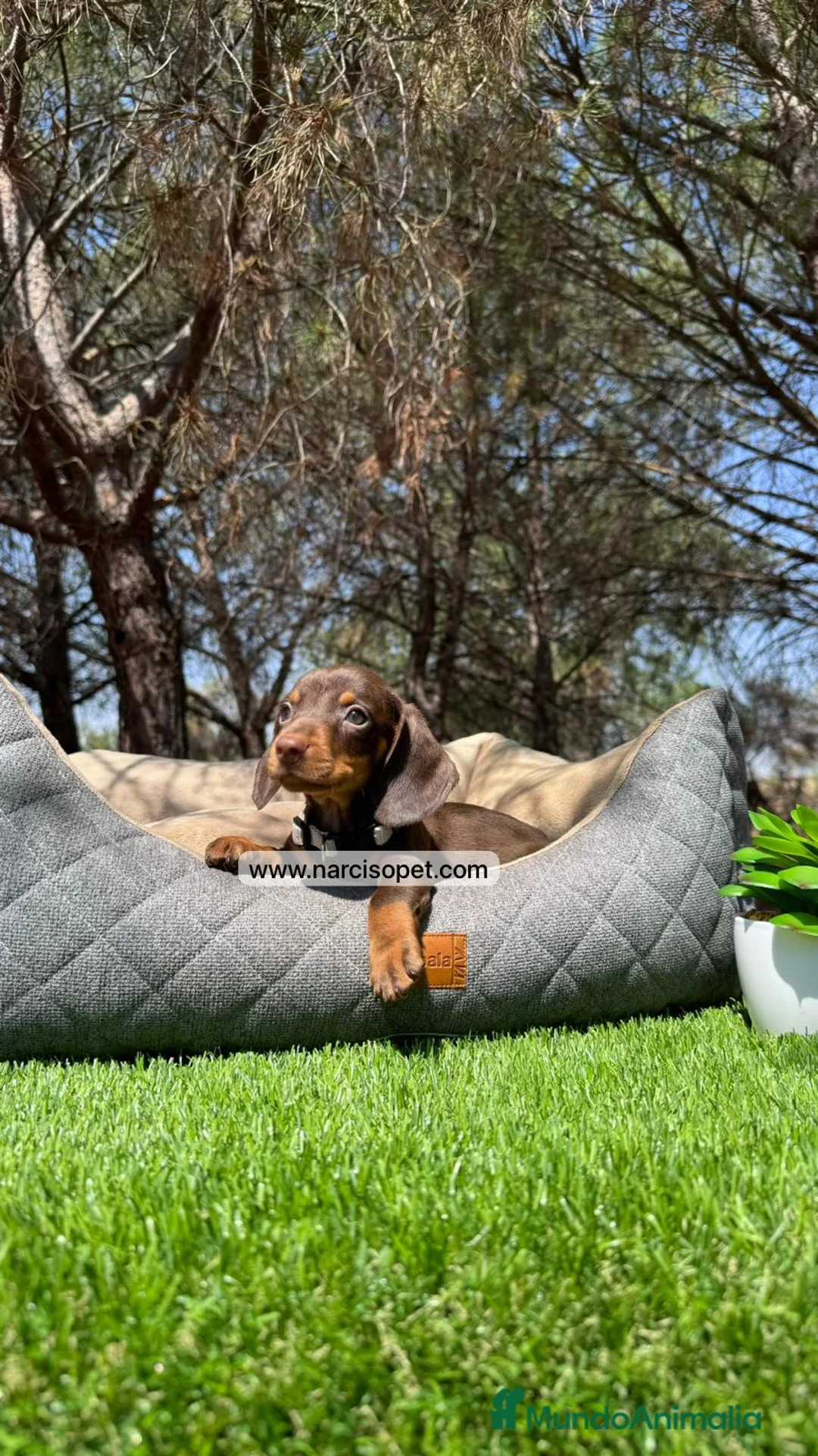 Teckel Miniatura perros en venta: BEBE DE TECKEL CHOCOLATE - Anuncio 2