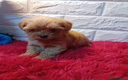 Maltipoo perros en venta: MALTIPOO COREANO  - Imagen 1