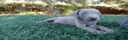 Weimaraner perros en venta: Hembrita Weimaraner  - Anuncio 3