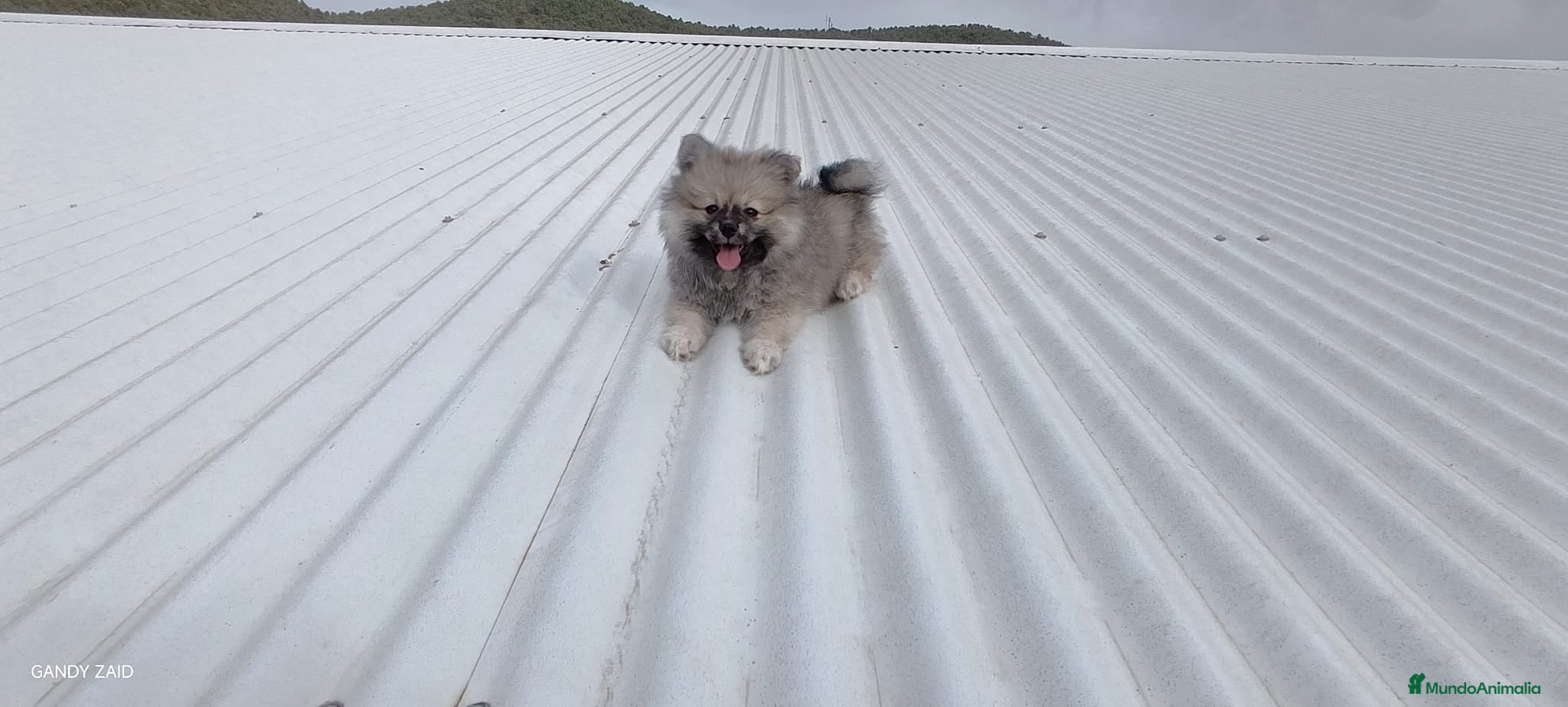 Pomerania perros OFERTA POMERANIA MACHITO - Anuncio 3