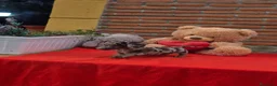 Teckel Miniatura perros en venta: Excelente camada de teckel  - Anuncio 4