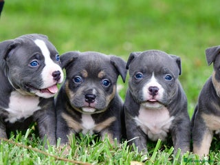 American Pit Bull Terrier perros en Sevilla - Anuncio 1