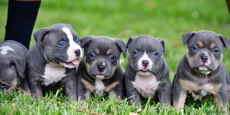 American Pit Bull Terrier perros en Sevilla - Anuncio 1