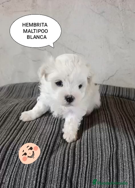 Maltipoo perros MALTIPOO HEMBRITA BLANCA - Anuncio 15