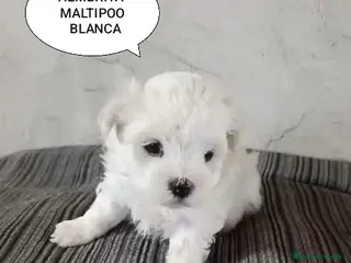Maltipoo perros MALTIPOO HEMBRITA BLANCA - Anuncio 3