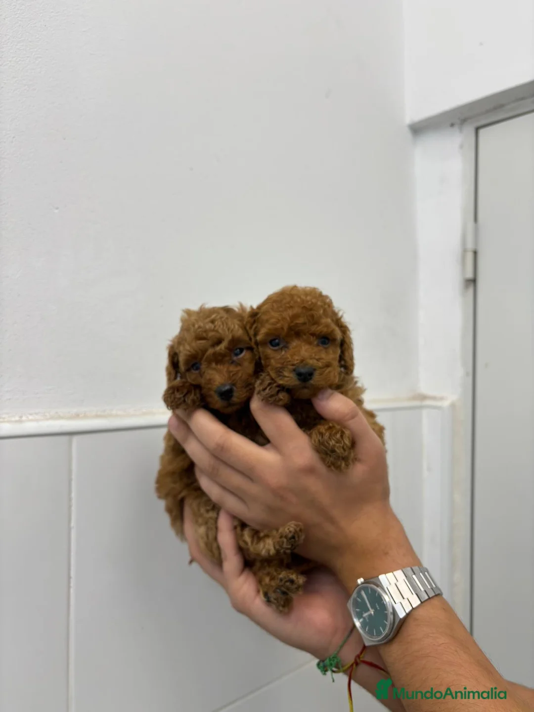 Caniche Toy perros en venta: Caniche Toy 1.600€ ¡PRECIO REAL! - Anuncio 4