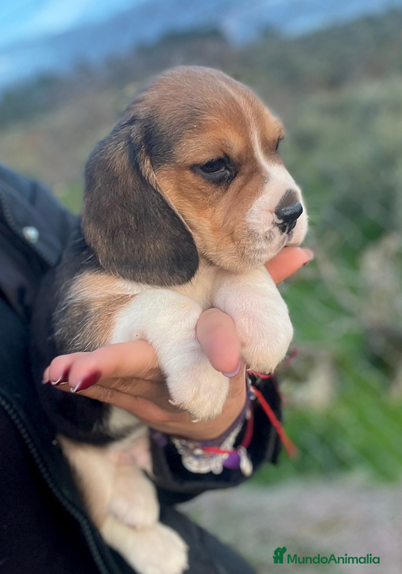 Beagle perros Beagle cachorros  - Anuncio 2