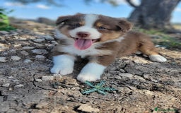 Border Collie perros en venta: BORDER COLLIE - Imagen 1