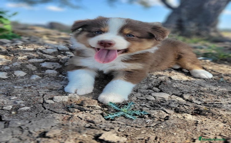 Border Collie perros - Anuncio 15