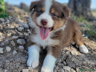 Border Collie perros - Anuncio 8