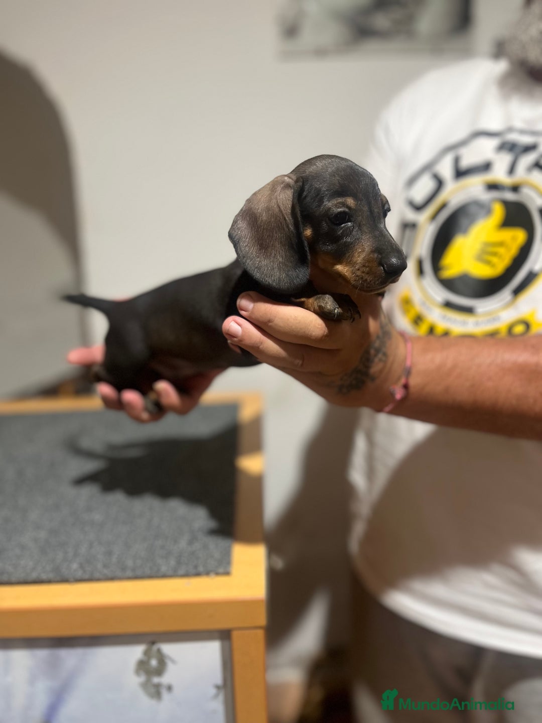Teckel Miniatura perros en venta: Teckel mini - Imagen 8