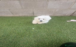 Bichón Maltés perros en venta: Bichon maltés toy - Imagen 9