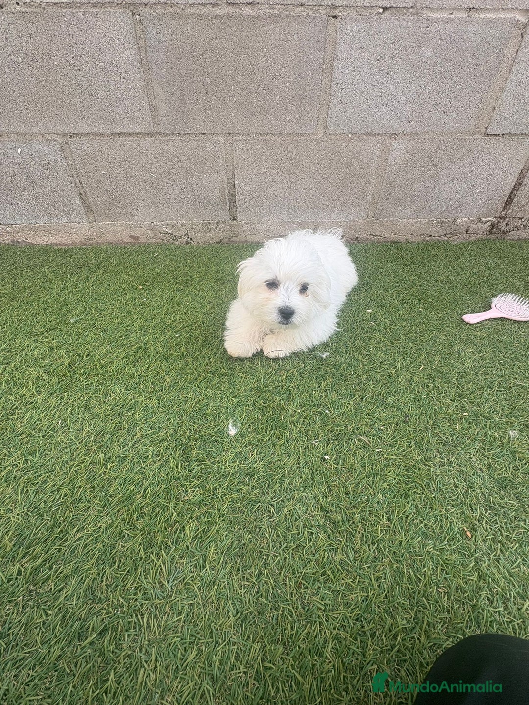 Bichón Maltés perros en venta: Bichon maltés toy - Imagen 9