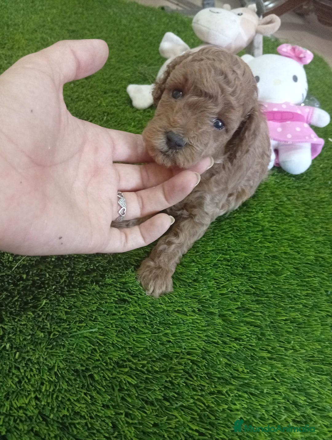 Caniche Enano perros en venta: PRECIOSA PAREJA DE CANICHE ENANO  - Imagen 5