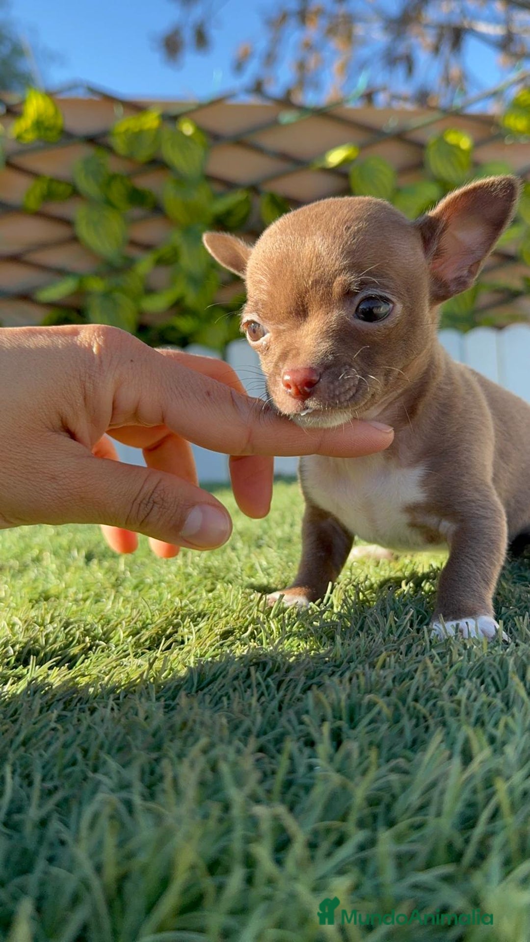 Chihuahua perros en venta: CHIHUAHUA HEMBRA - Anuncio 11