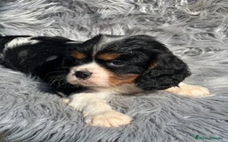 Cavalier King Charles Spaniel perros en venta: Cavalier tricolor macho  - Imagen 5